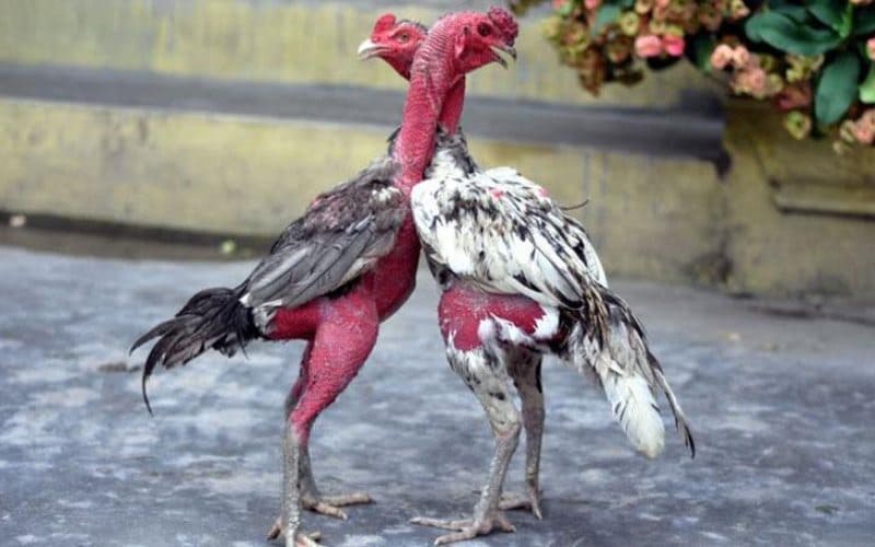 Gà chọi Thái Bình: Khám phá dòng gà chọi nổi tiếng của Việt Nam - Thế giới chọi gà
