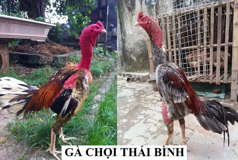 Gà chọi Thái Bình: Khám phá dòng gà chọi nổi tiếng của Việt Nam - Thế giới chọi gà