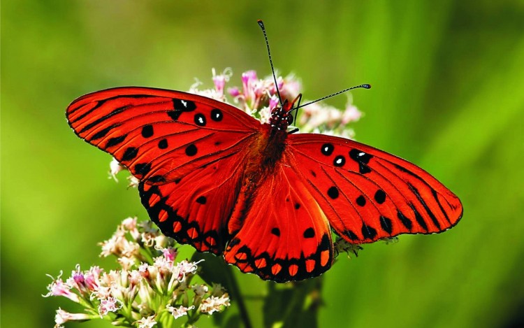 Mơ thấy bướm mang điềm báo gì? Hãy xem con số may mắn nào bạn nên chọn!